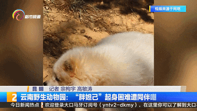 肥胖者翻身(胖的宝宝翻身比较晚吗?)