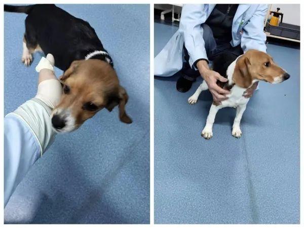 犬糖尿病模型(犬糖尿病症状是什么)