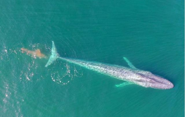 盘点地球上最大的10种鲸鱼，世界最大鲸鱼的食量比以前认为的多3倍