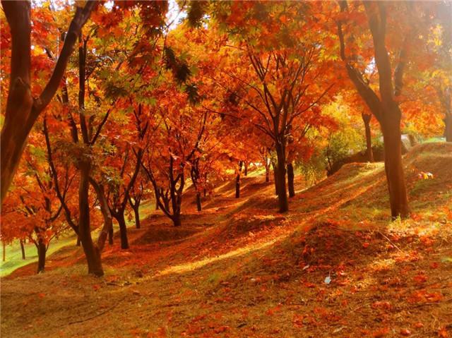 威海冬季旅游必去景点推荐理由，秋日赏红叶进入