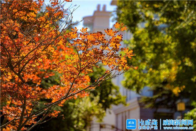 威海冬季旅游必去景点推荐理由，秋日赏红叶进入