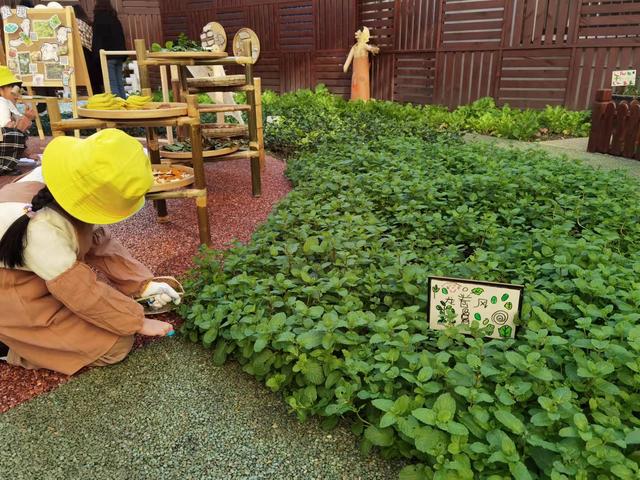 薄荷肥胖(薄荷减肥害人)