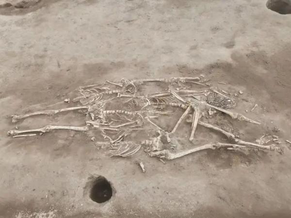 石刃，贵州青龙偃月刀出土