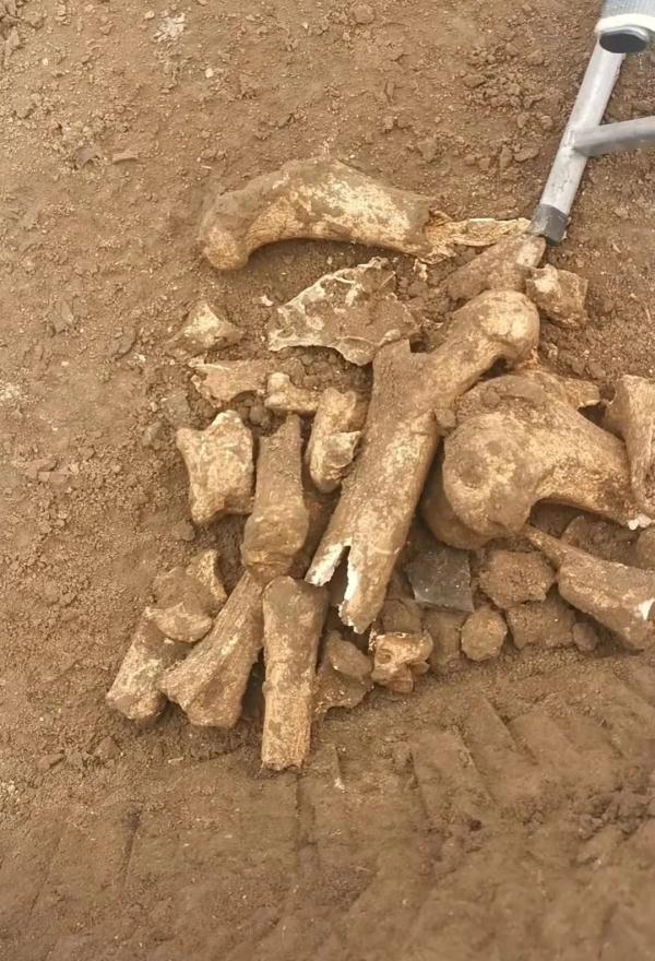 石刃，贵州青龙偃月刀出土