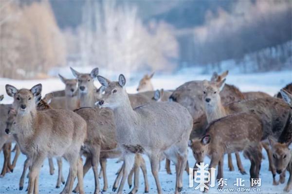 伊春森林体验，森林冰雪欢乐季