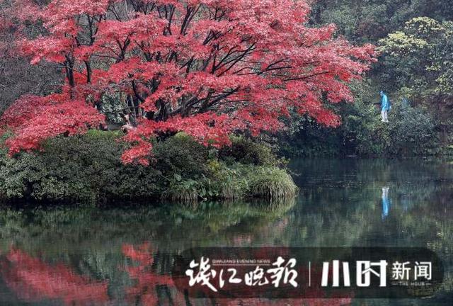 杭州灵隐、九溪美成这样了，这派“枫”景太上头