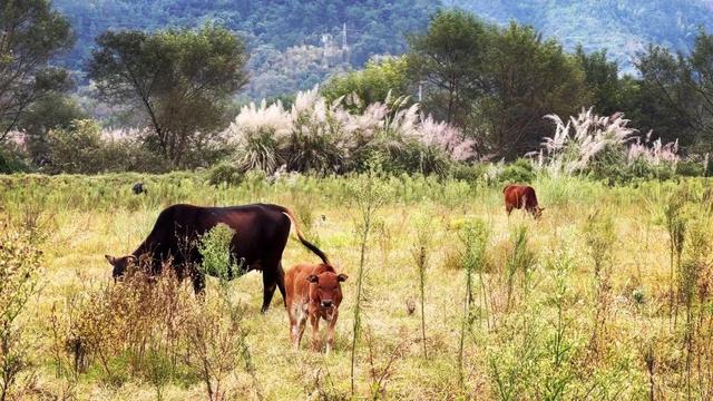 丽水城郊北欧风光，丽水周边风景好的民宿