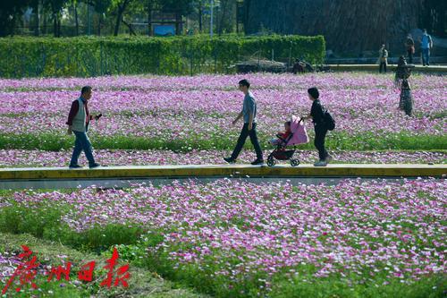 最美高原格桑花，最美山村格桑花开