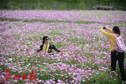 最美高原格桑花，最美山村格桑花开