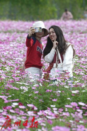 最美高原格桑花，最美山村格桑花开