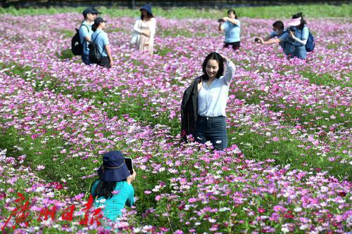 最美高原格桑花，最美山村格桑花开