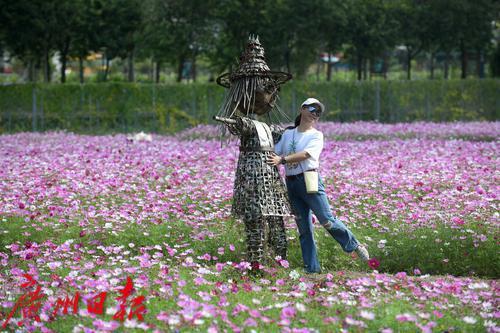 最美高原格桑花，最美山村格桑花开