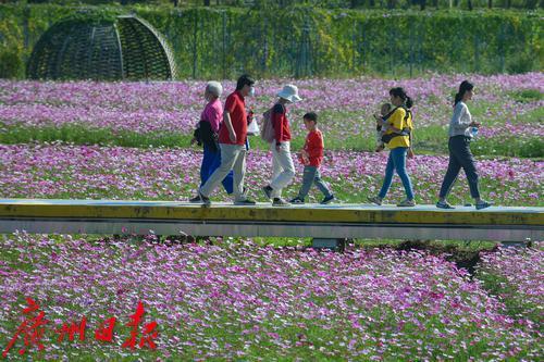 最美高原格桑花，最美山村格桑花开