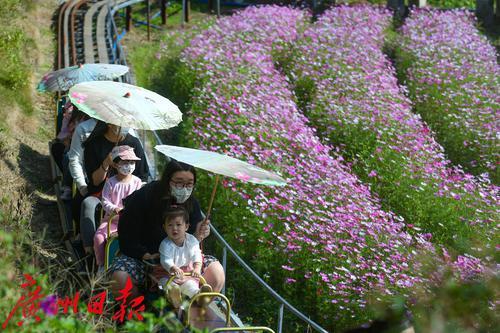 最美高原格桑花，最美山村格桑花开