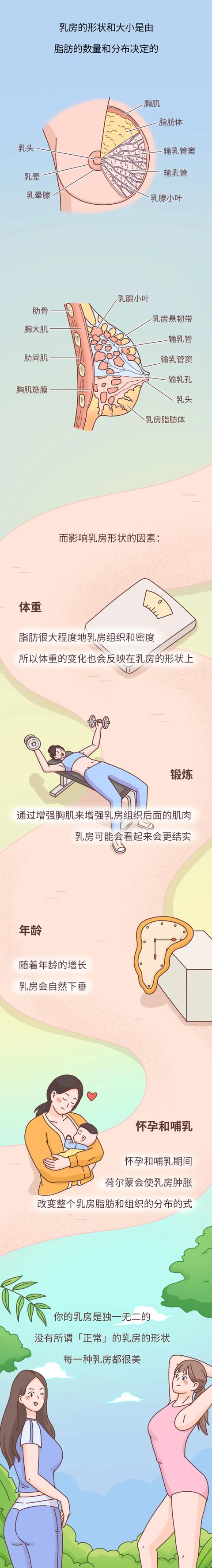 乳房解剖学基础知识，乳腺解剖及乳腺各病变影像诊断与鉴别