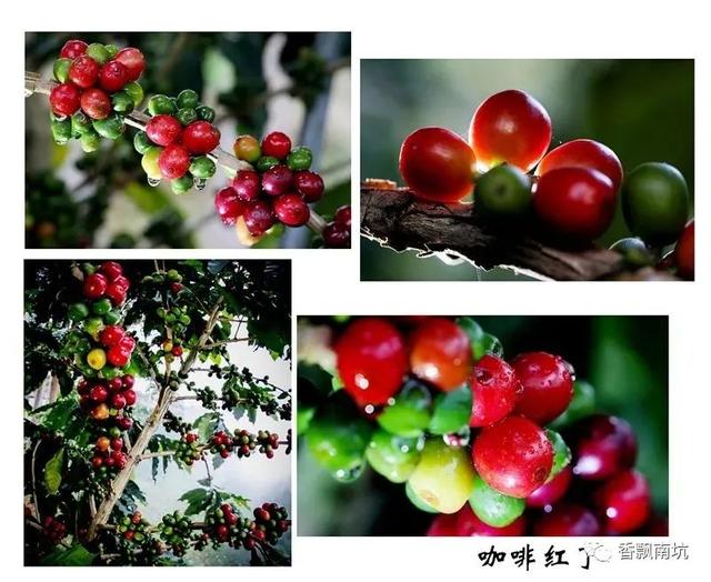 世界咖啡分享，办公室里的小哥哥、小姐姐都爱喝