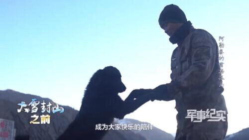 世界上有汪汪队吗，世界上第一个汪汪队（风靡全球的汪汪队来啦）