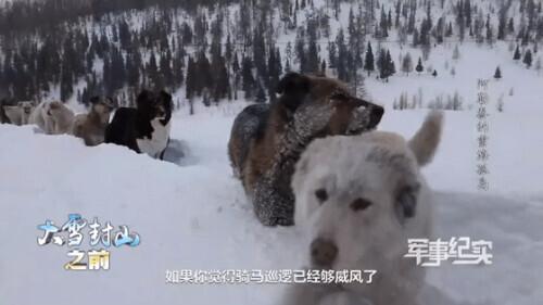 世界上有汪汪队吗，世界上第一个汪汪队（风靡全球的汪汪队来啦）