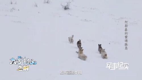 世界上有汪汪队吗，世界上第一个汪汪队（风靡全球的汪汪队来啦）