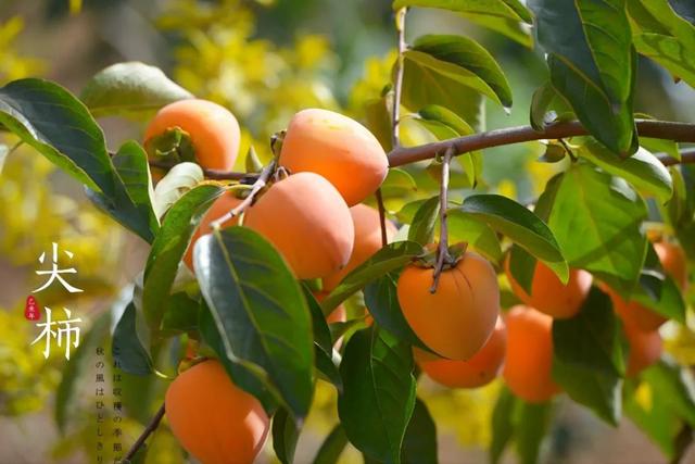 陕西富平吊柿饼，陕西富平柿饼的正宗做法（富平吊柿饼统统带给你）