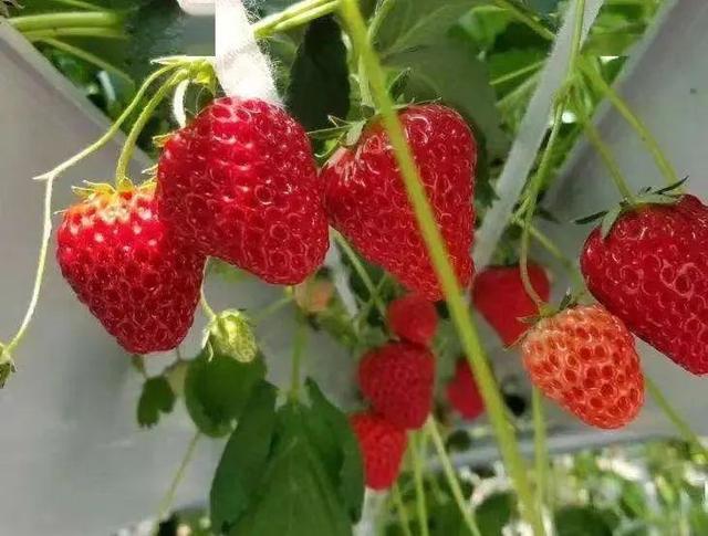 寮步蔬菜配送东莞13个摘草莓胜地收好了东莞十大草莓园排名