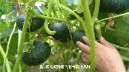 天下第一泉风景区，厦门天下第一泉风景区都有哪个区