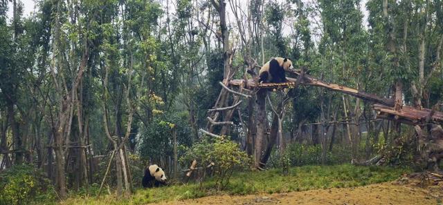 大熊猫繁殖基地，成都大熊猫繁育基地成都三环（成都大熊猫基地发布首例禁止入园通报）