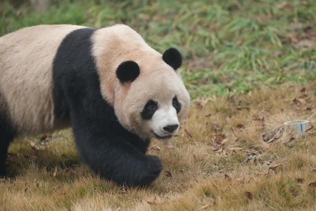 大熊猫繁殖基地，成都大熊猫繁育基地成都三环（成都大熊猫基地发布首例禁止入园通报）