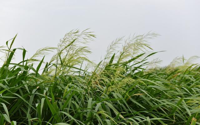 菰米糖尿病(糖尿病可以吃菰米吗)