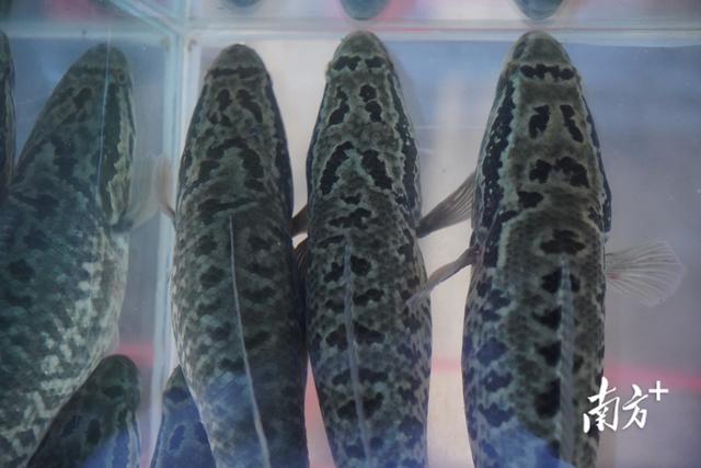 生鱼生猛河鲜滋补上品，湖南活水活鱼的做法