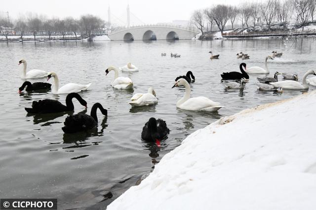 河北省保定市涞水县天鹅湖风景区，雪后天鹅湖美景如画