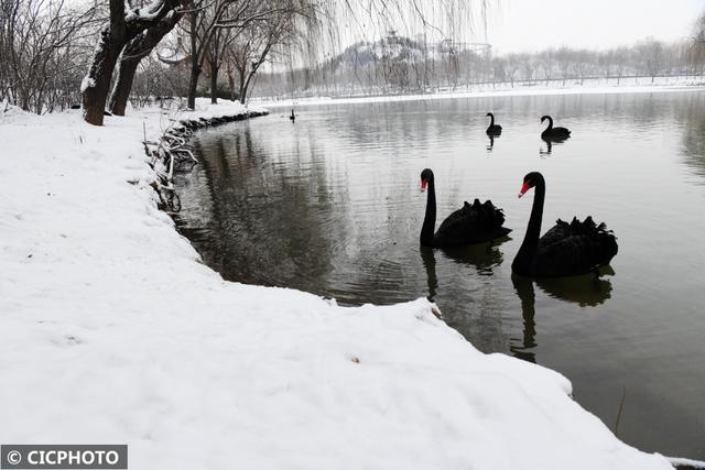 河北省保定市涞水县天鹅湖风景区，雪后天鹅湖美景如画