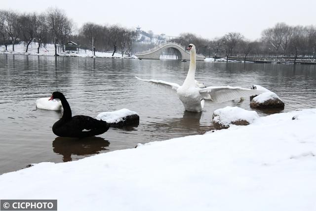 河北省保定市涞水县天鹅湖风景区，雪后天鹅湖美景如画