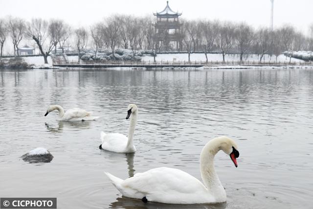 河北省保定市涞水县天鹅湖风景区，雪后天鹅湖美景如画