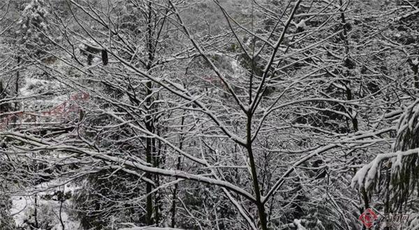 朱雀国家森林公园，陕西翠华山朱雀国家森林公园（玩转朱雀国家森林公园）