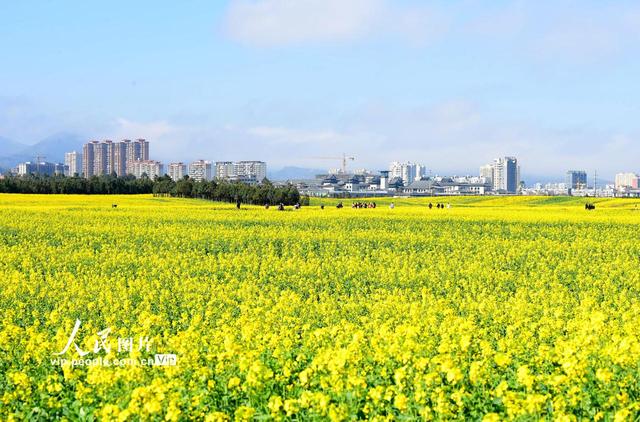 罗平油菜花图片，罗平油菜花海飘香