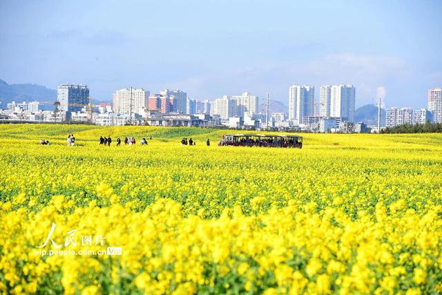 罗平油菜花图片，罗平油菜花海飘香