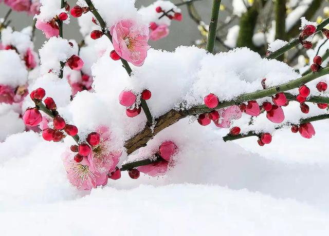 美到极致的春雪散文，散文：遇一场春雪