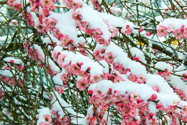 美到极致的春雪散文，散文：遇一场春雪