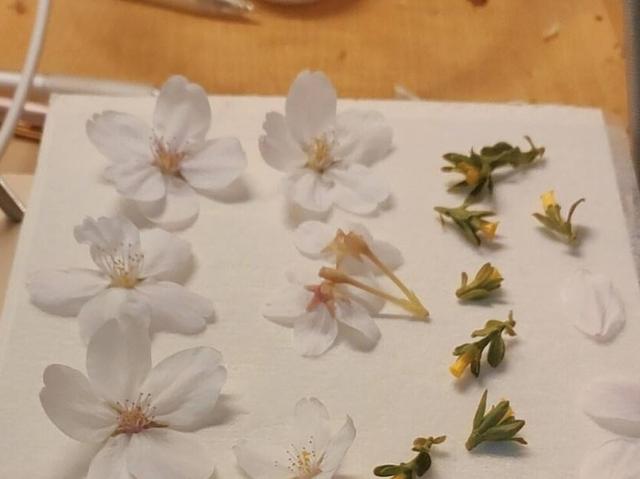 手工玫瑰花的叶子做法教程，玫瑰叶子折纸教程
