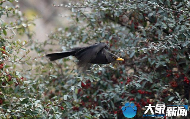 乌鸫与紫啸鸫区别，图集擅长