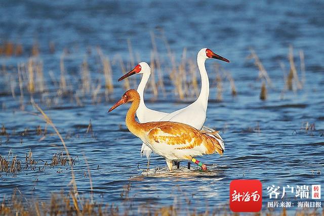 候鸟有哪些鸟类，常见鸟类候鸟