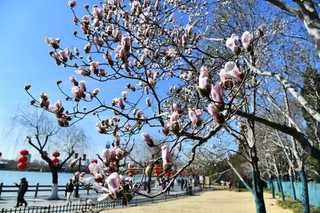 新华社照片,济南,2022年3月1日济南:大明湖畔玉兰花绽放3月1日,济南市