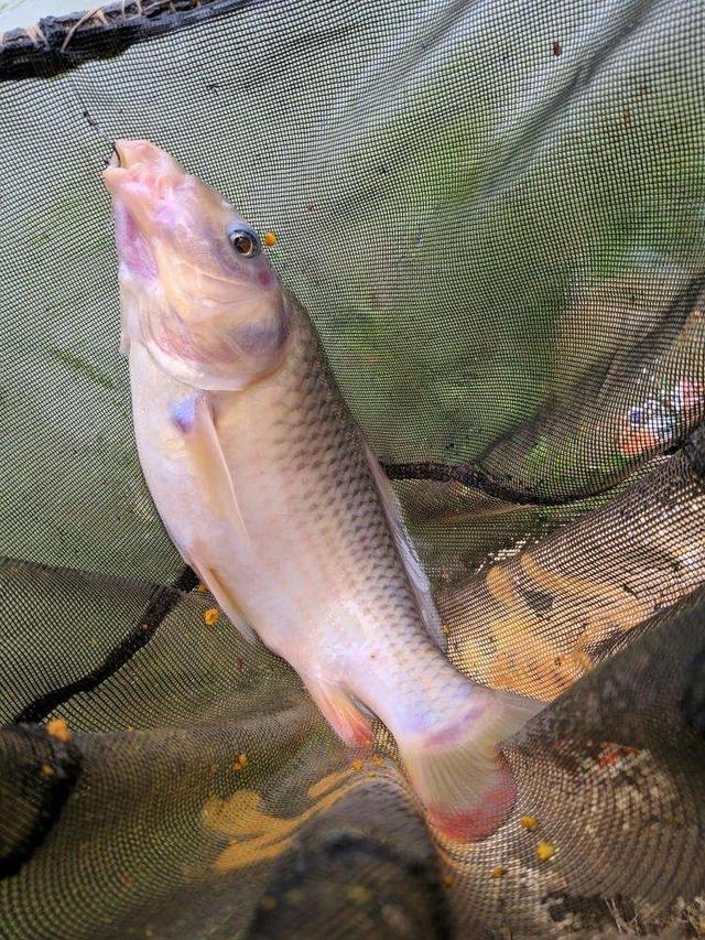 超简单调漂技巧分享，简单易懂的调漂方法