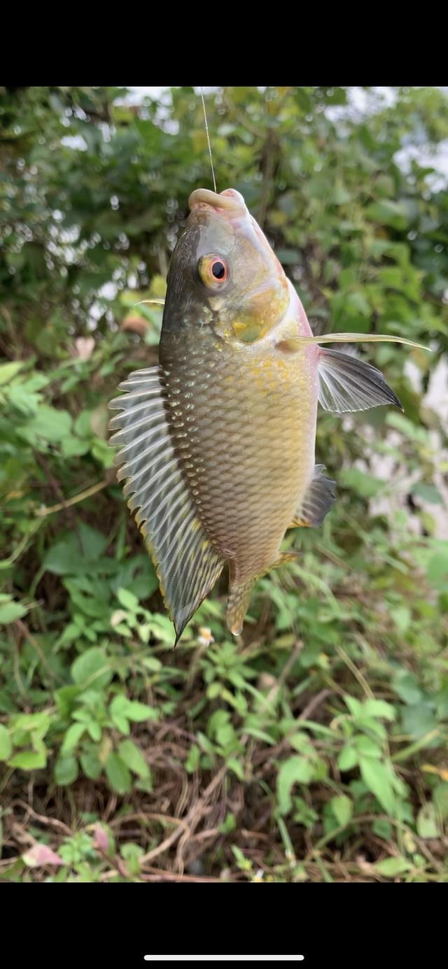 超简单调漂技巧分享，简单易懂的调漂方法