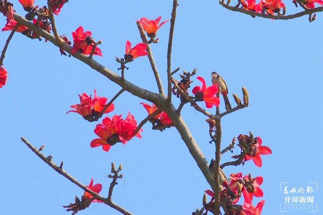 云南棕树的美食，茶马古道，情有独“棕”的美食