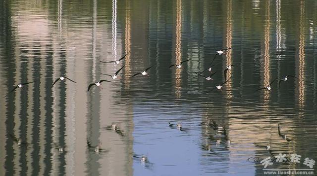 天水的历史演变，那“天水”的名称是如何来的呢
