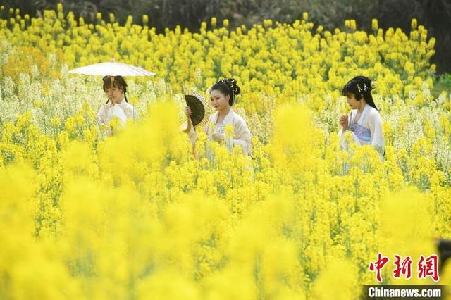 重庆玫瑰花赏花地点，重庆菜花节村民舞龙迎客