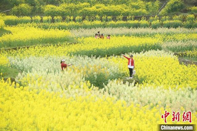 重庆玫瑰花赏花地点，重庆菜花节村民舞龙迎客