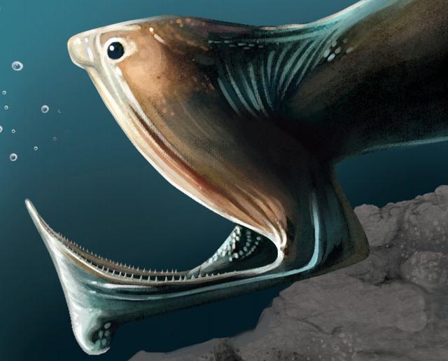 体长约45厘米的深海鱼，这只深海鱼不止长得丑